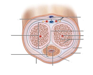 ligaments penile